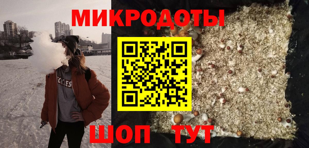 Псилоцибиновые грибы Psilocybe Котлас